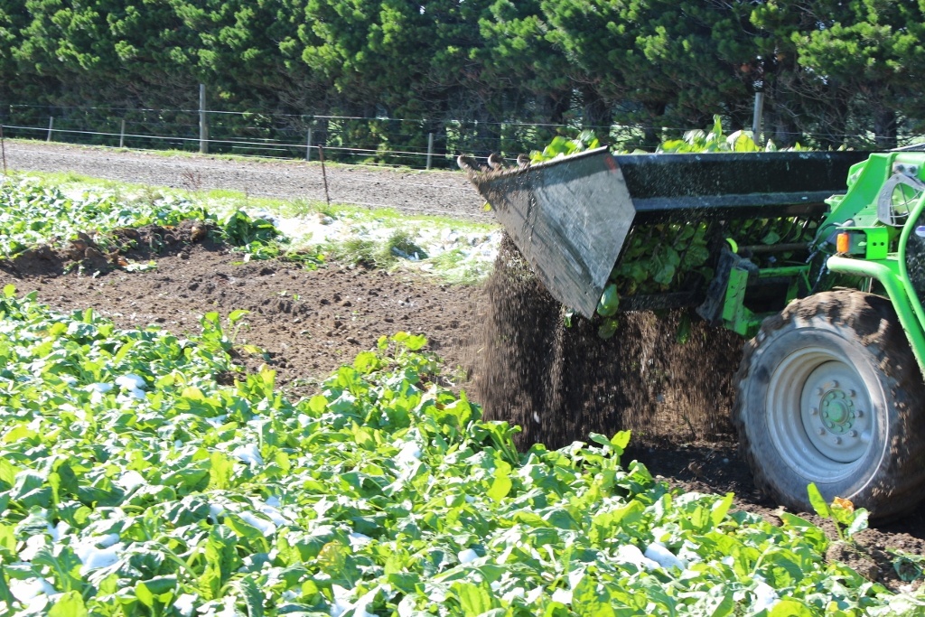 Rata Beet Bucket