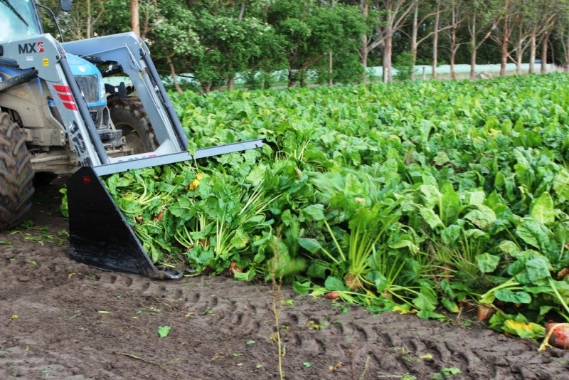 Rata Beet Bucket